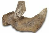 Hadrosaur (Edmontosaurus) Cervical Vertebra Process - Wyoming #265704-1